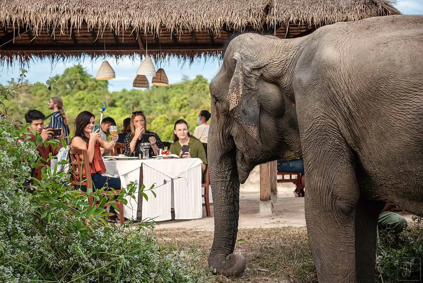 visitors, drinks and an elephant